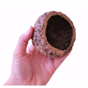 Brazil Nut Pod