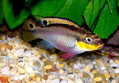 Pelvicachromis taeniatus (Nigerian red)