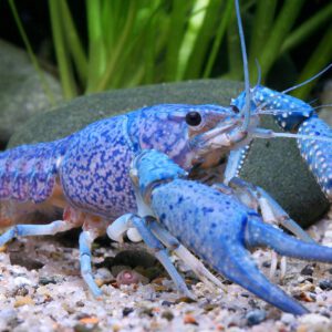 Procambarus alleni blue