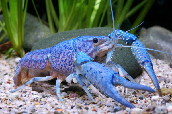 Procambarus alleni blue