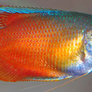 Trichogaster lalius (Red macho)