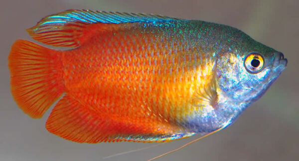 Trichogaster lalius (Red macho)