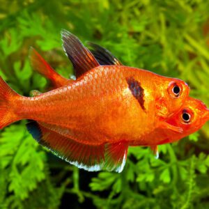 Hyphessobrycon eques 4-5 cm
