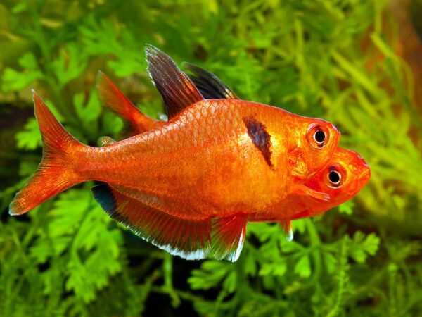 Hyphessobrycon eques 4-5 cm
