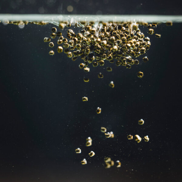 StreamBiz Crusta PLUS Chips de insectos - Imagen 3